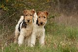 FOX TERRIER 585